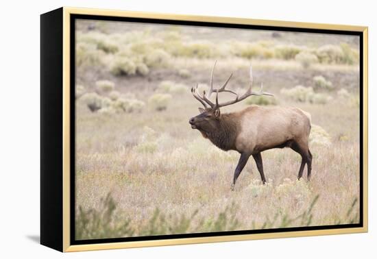 Montana, Yellowstone National Park, Bull Elk Bugling in Rabbitbrush Meadow-Elizabeth Boehm-Framed Premier Image Canvas