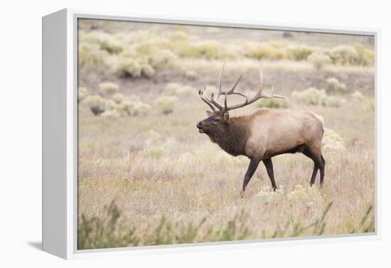 Montana, Yellowstone National Park, Bull Elk Bugling in Rabbitbrush Meadow-Elizabeth Boehm-Framed Premier Image Canvas