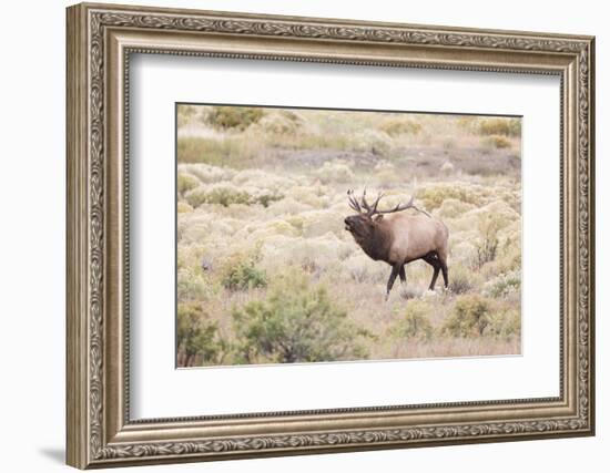 Montana, Yellowstone National Park, Bull Elk Bugling in Rabbitbrush Meadow-Elizabeth Boehm-Framed Photographic Print