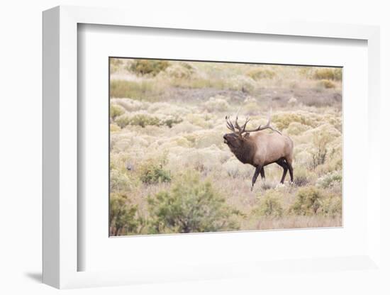 Montana, Yellowstone National Park, Bull Elk Bugling in Rabbitbrush Meadow-Elizabeth Boehm-Framed Photographic Print