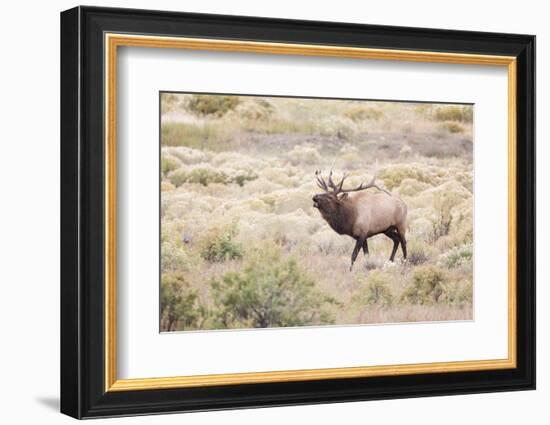 Montana, Yellowstone National Park, Bull Elk Bugling in Rabbitbrush Meadow-Elizabeth Boehm-Framed Photographic Print