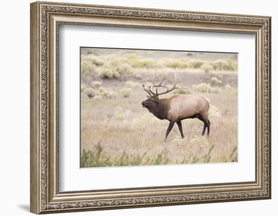 Montana, Yellowstone National Park, Bull Elk Bugling in Rabbitbrush Meadow-Elizabeth Boehm-Framed Photographic Print