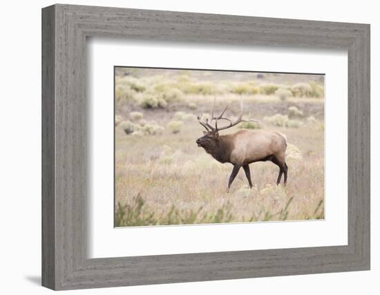 Montana, Yellowstone National Park, Bull Elk Bugling in Rabbitbrush Meadow-Elizabeth Boehm-Framed Photographic Print