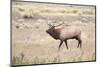 Montana, Yellowstone National Park, Bull Elk Bugling in Rabbitbrush Meadow-Elizabeth Boehm-Mounted Photographic Print