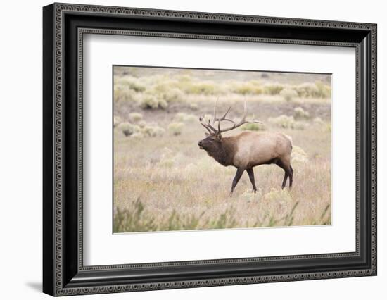 Montana, Yellowstone National Park, Bull Elk Bugling in Rabbitbrush Meadow-Elizabeth Boehm-Framed Photographic Print