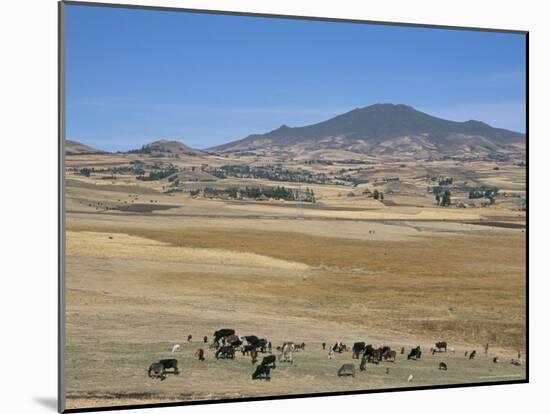Montane Grasslands with Cattle Grazing in Front of Bale Mountains, Southern Highlands, Ethiopia-Tony Waltham-Mounted Photographic Print