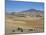 Montane Grasslands with Cattle Grazing in Front of Bale Mountains, Southern Highlands, Ethiopia-Tony Waltham-Mounted Photographic Print