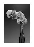 Phalaenopsis, 1998-Montclair Valentine-Art Print