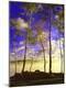 Photographic Print