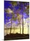 Photographic Print