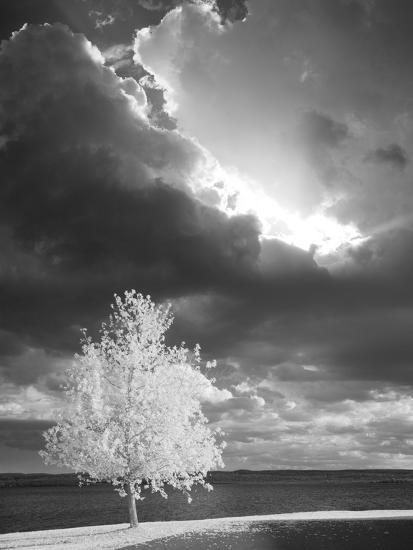 Photographic Print, , large