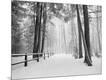 Photographic Print
