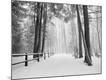 Photographic Print