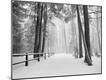 Photographic Print