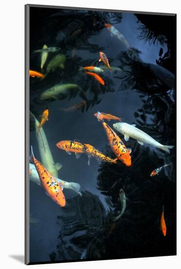 Monte Palace Tropical Garden - Koi Carp - Monte, Madeira-brozova-Mounted Photographic Print