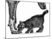 Photographic Print