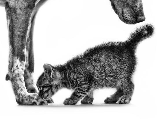 Photographic Print, , large