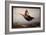 Monter Sur Un Tapis Volant (Riding a Flying Carpet) - Peinture De Viktor Mikhaylovich Vasnetsov (18-Victor Mikhailovich Vasnetsov-Framed Giclee Print