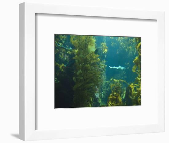 Monterey Bay Aquarium, Cannery Row, Monterey, Central California Coast, USA-Stuart Westmorland-Framed Photographic Print