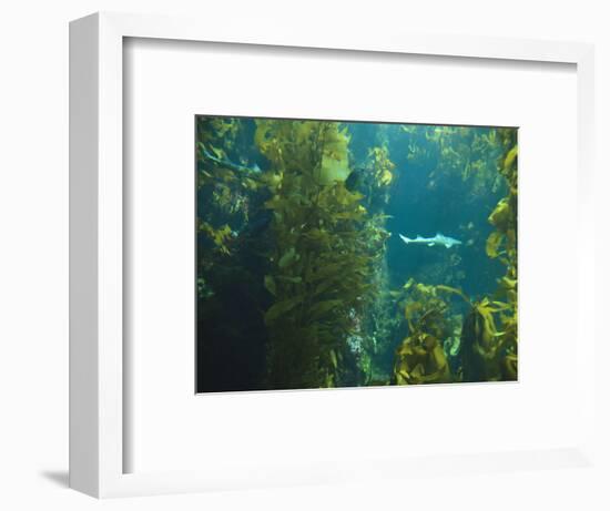 Monterey Bay Aquarium, Cannery Row, Monterey, Central California Coast, USA-Stuart Westmorland-Framed Photographic Print