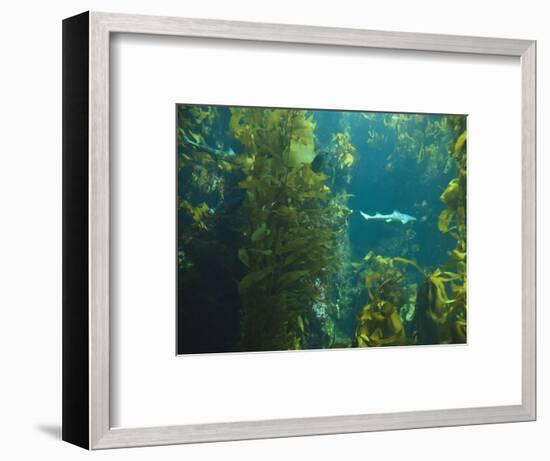 Monterey Bay Aquarium, Cannery Row, Monterey, Central California Coast, USA-Stuart Westmorland-Framed Photographic Print