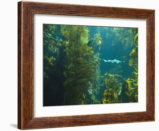 Monterey Bay Aquarium, Cannery Row, Monterey, Central California Coast, USA-Stuart Westmorland-Framed Photographic Print