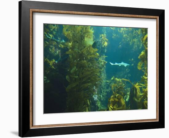 Monterey Bay Aquarium, Cannery Row, Monterey, Central California Coast, USA-Stuart Westmorland-Framed Photographic Print