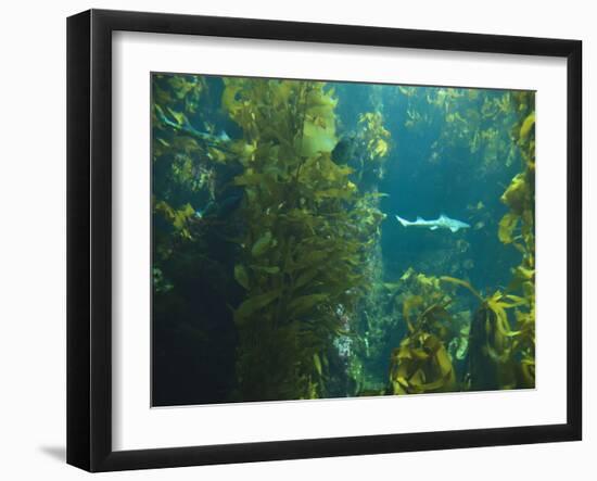 Monterey Bay Aquarium, Cannery Row, Monterey, Central California Coast, USA-Stuart Westmorland-Framed Photographic Print