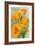 Monterey, California - State Flower - Poppy Flowers-Lantern Press-Framed Premium Giclee Print