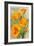 Monterey, California - State Flower - Poppy Flowers-Lantern Press-Framed Premium Giclee Print