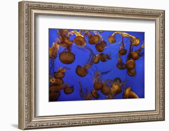 Monterey, California-Art Wolfe-Framed Photographic Print