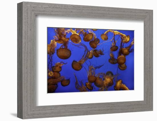 Monterey, California-Art Wolfe-Framed Photographic Print