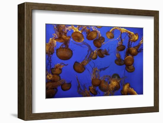 Monterey, California-Art Wolfe-Framed Photographic Print