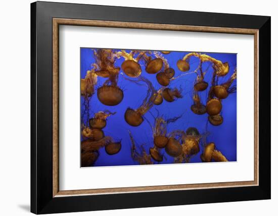 Monterey, California-Art Wolfe-Framed Photographic Print