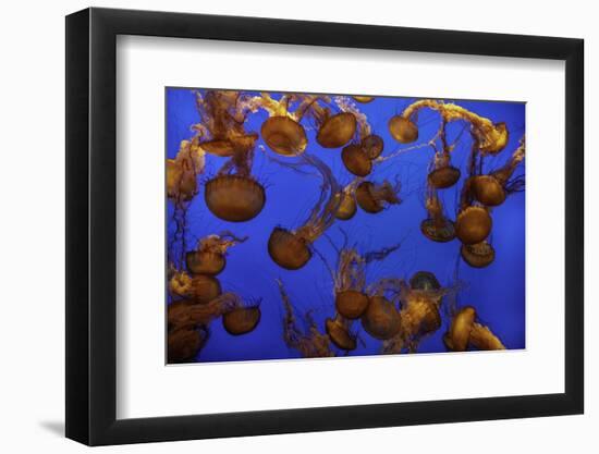 Monterey, California-Art Wolfe-Framed Photographic Print