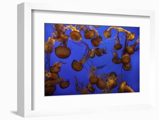 Monterey, California-Art Wolfe-Framed Photographic Print