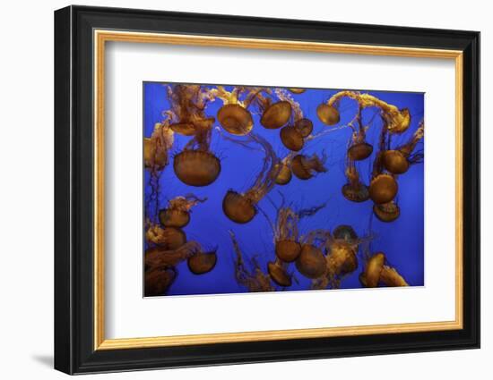 Monterey, California-Art Wolfe-Framed Photographic Print