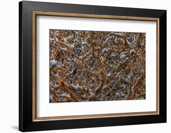 Monterey, California-Art Wolfe-Framed Photographic Print