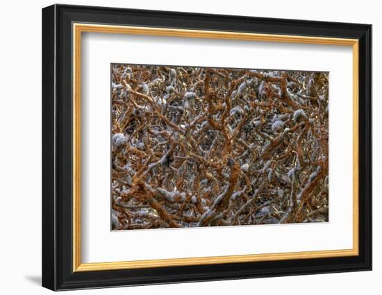 Monterey, California-Art Wolfe-Framed Photographic Print