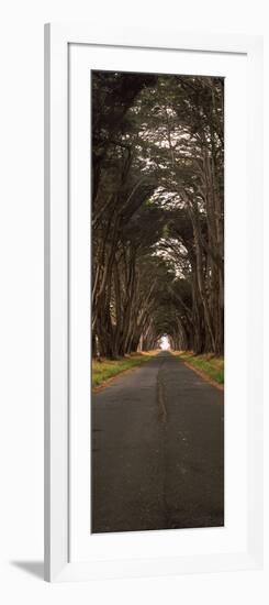 Monterey Cypress Tree Tunnel at the Point Reyes Station, Point Reyes National Seashore-null-Framed Photographic Print
