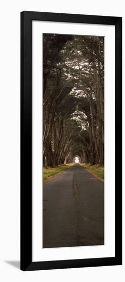 Monterey Cypress Tree Tunnel at the Point Reyes Station, Point Reyes National Seashore-null-Framed Photographic Print