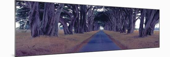 Monterey Cypress Trees, Point Reyes, California-Richard Berenholtz-Mounted Art Print