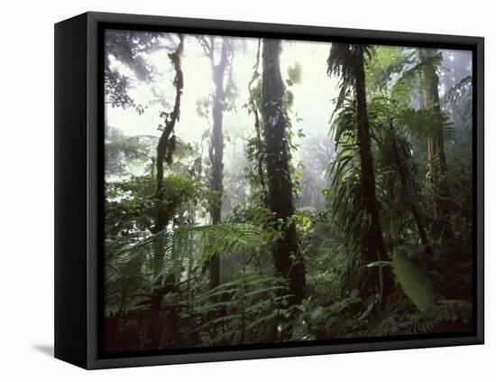 Monteverde Cloud Forest, Costa Rica-Stuart Westmoreland-Framed Premier Image Canvas