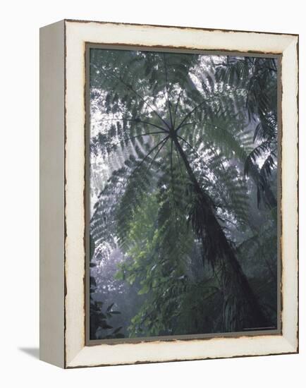 Monteverde Cloud Forest, Costa Rica-Michele Westmorland-Framed Premier Image Canvas