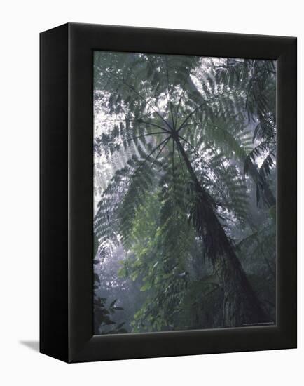 Monteverde Cloud Forest, Costa Rica-Michele Westmorland-Framed Premier Image Canvas