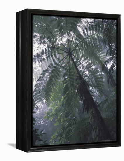 Monteverde Cloud Forest, Costa Rica-Michele Westmorland-Framed Premier Image Canvas