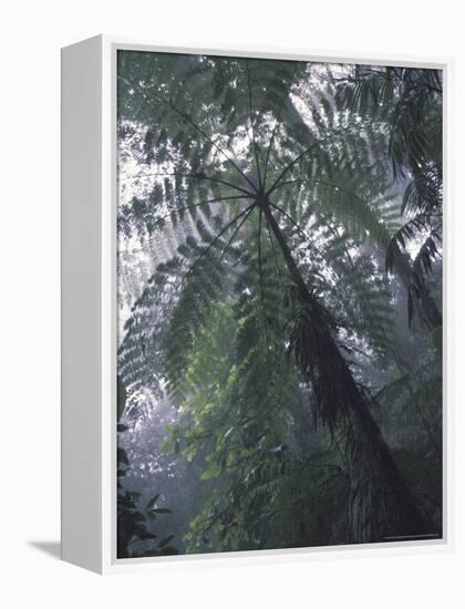 Monteverde Cloud Forest, Costa Rica-Michele Westmorland-Framed Premier Image Canvas