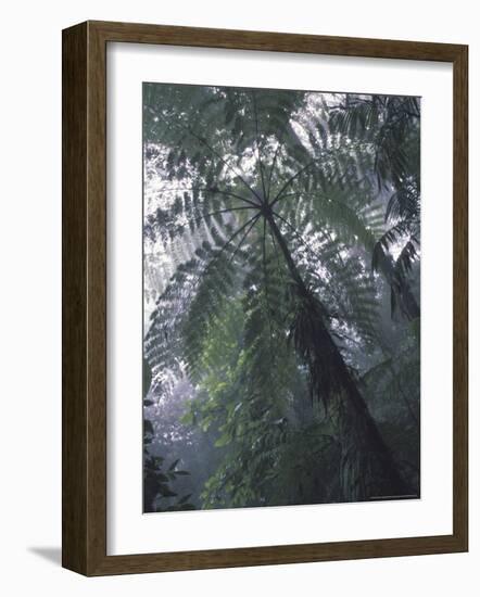 Monteverde Cloud Forest, Costa Rica-Michele Westmorland-Framed Photographic Print