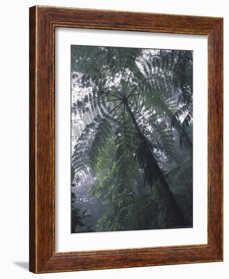 Monteverde Cloud Forest, Costa Rica-Michele Westmorland-Framed Photographic Print