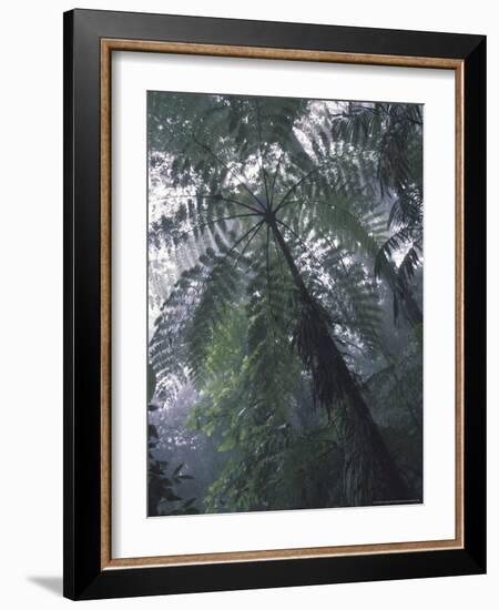 Monteverde Cloud Forest, Costa Rica-Michele Westmorland-Framed Photographic Print